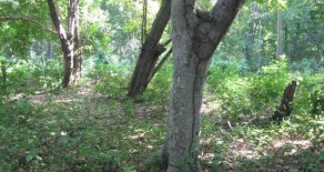 Gigante Wooded Manzana