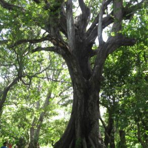 One of many huge trees