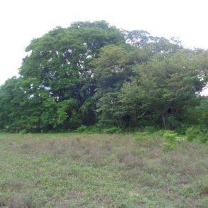 Looking northwest with big tree on the property