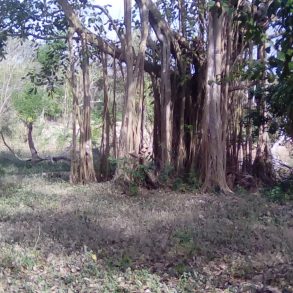Ometepe One Acre Treed Lakefront Building Lot in the Tourist Zone