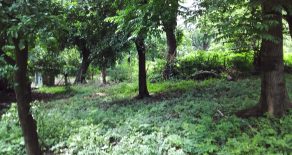 Ometepe Treed Building Lot