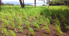 Ometepe mountain side land